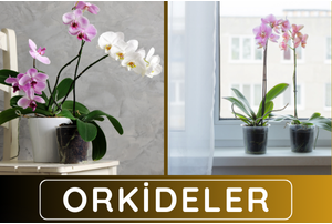 orkideler